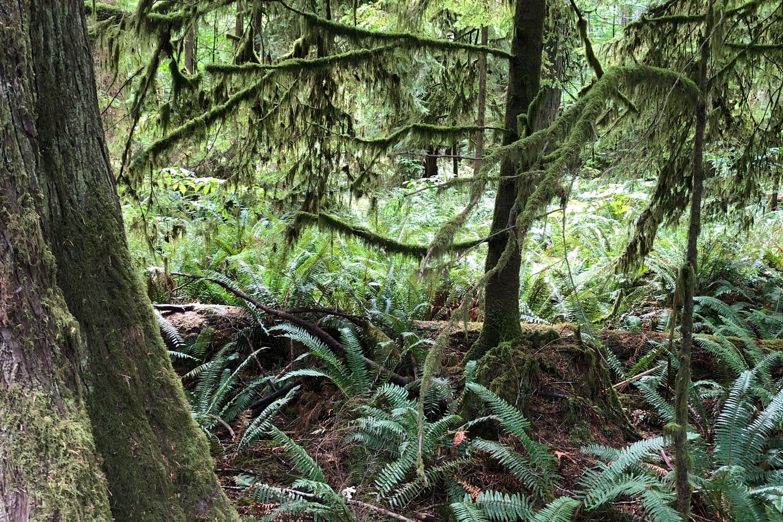 Moss-covered trunks and sword ferns in an old-growth rainforest
